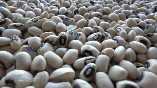 Close up of Dried White Beans with Black Spots