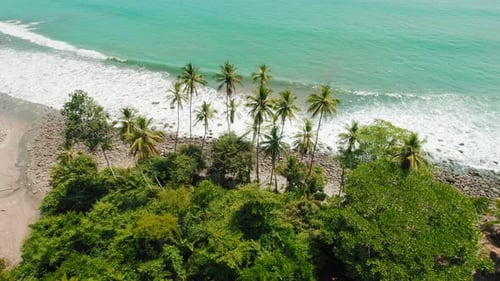 Palm trees along rocky tropical shore with blue ocean waves in Costa Rica