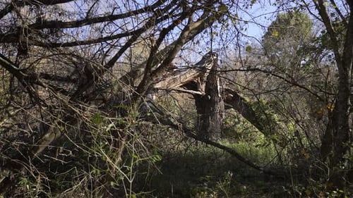 Zoom in View of the Aged Fallen Tree