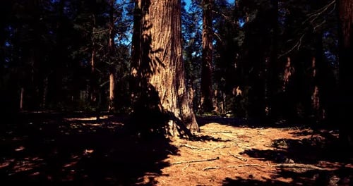 Majestic Tall Trees Create Shadows in a Dense Forest Under Bright Sunlight