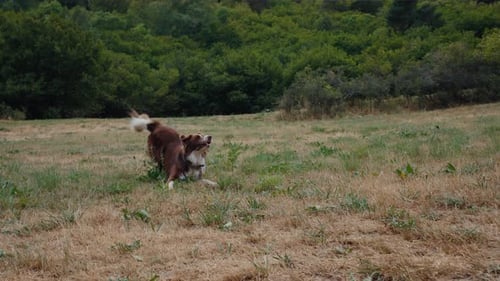 Playful Cute Border Collie Dog Run and Jump on Meadow Slow Motion Shot