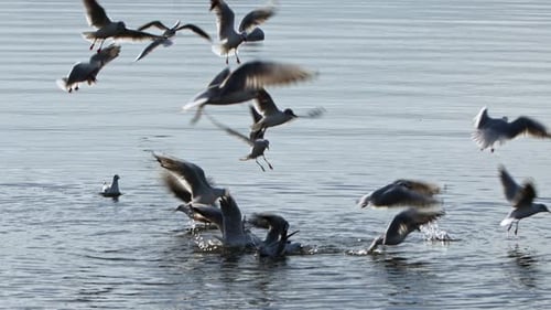 Animaux, oiseaux et mouettes dans l'eau de mer 06