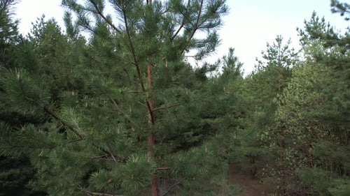 Pine In The Forest