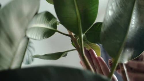 Close up view of caring young caucasian woman florist carefully gently wipe large leaves ficus
