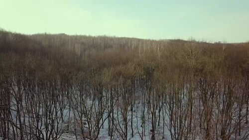 Aerial View of Bare Winter Forest