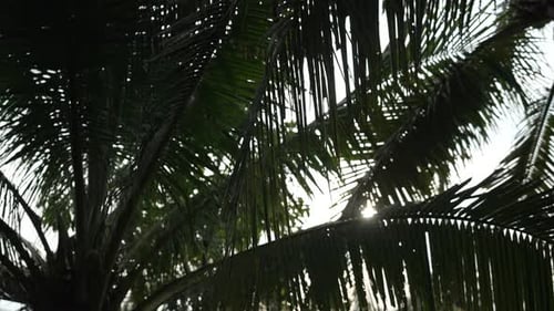 Slowmotion sunlight filtered through coconut palm leaves tropical scene Thailand natural lighting