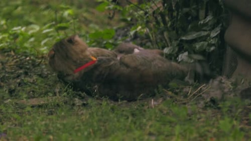 Une bataille de chats pour identifier le leader