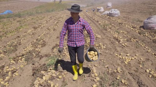 Modern farmer picking potatoes walks in the field.