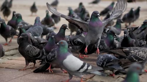 Feeding Pigeon Birds Outdoor in Istanbul
