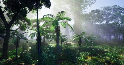 Lush Tropical Forest Under Soft Morning Light Showcasing Diverse Foliage