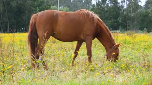 Brown Horse Grazing on the Farm Field Horse on the Background of Green Grass Blue Sky and Forest