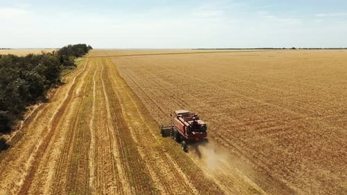 Aerial Drone View Harvester Working in Wheat Field Harvesting Combine Machine Cutting Cultivated