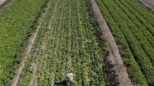 4k video footage of a farmer pushing a wheelbarrow full of produce across his farm
