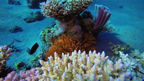 Vibrant Coral Reef Ecosystem with Diverse Marine Life