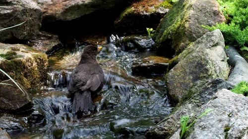 Blackbird taking a bath with splashing water. Common blackbird bathing in garden lake