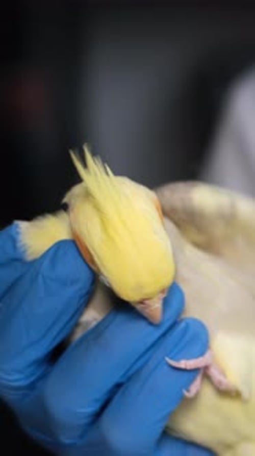 Cockatiel being held in a gloved hand