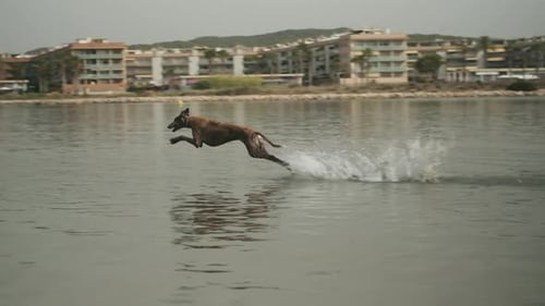 Hund in Zeitlupe, der über Wasser springt — Hochgeschwindigkeits-Kinoaufnahme