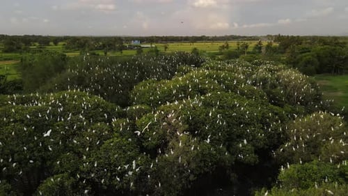 Aerial view, flock of egrets. a group of great white egrets at the top of a mangrove tree near the b