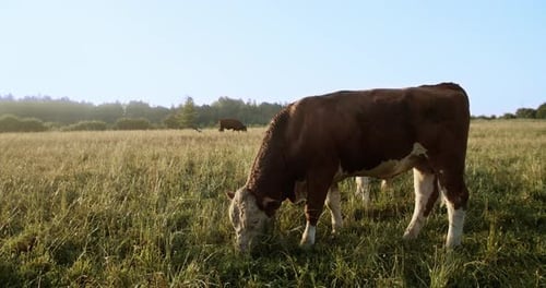 The Bull is Feeding in the Meadow