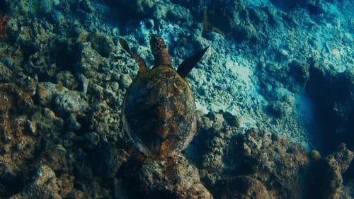 Sea turtle swims underwater in the Maldives