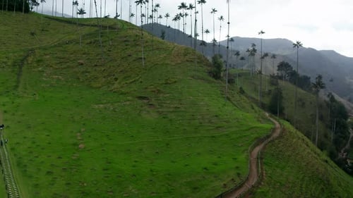Aerial drone view of Cocora Valley, Salento, Colombia. Flying over the tallest wax palm trees in the