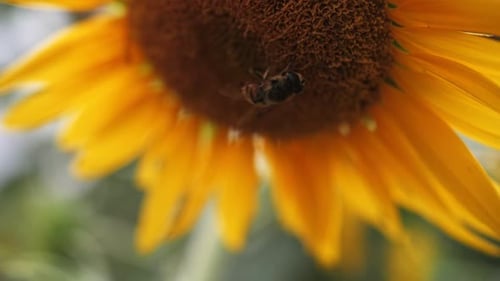 Bee Pollinating Bright Yellow Sunflower on Sunny Day