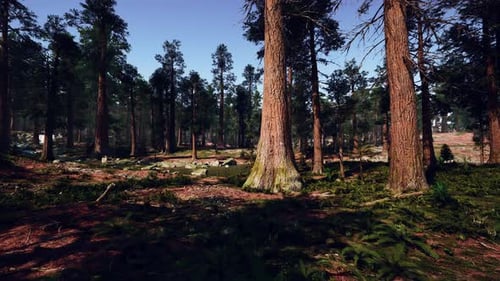 A Dense Forest with Tall Trees