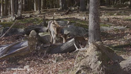 Deer Grazing Peacefully in Sunny Autumn Forest