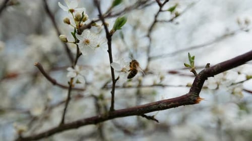 Bee flying around spring blossoms on a tree branch, capturing the essence of springtime