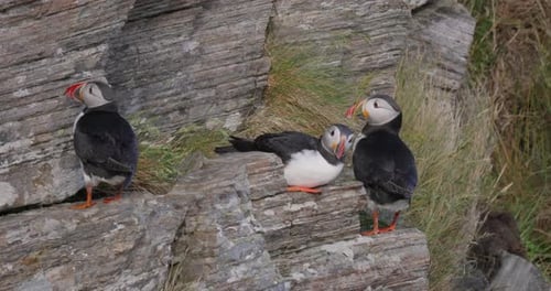 Papageientaucher (Fratercula arctica), auf dem Felsen auf der Insel Runde (Norwegen).