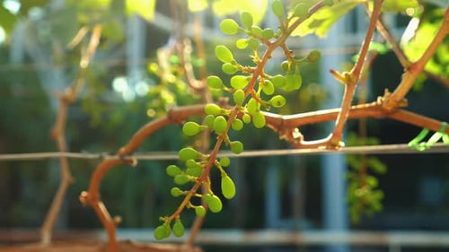 Closeup of Vibrant Green Grapevine Growing Under Sunlight in Vineyard