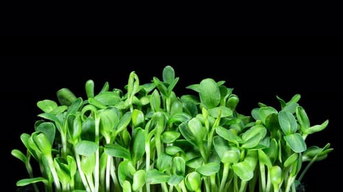 Vibrant Green Plant Sprouts on Black Background
