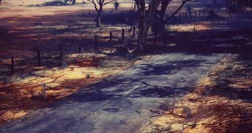 Desolate Dirt Road Surrounded By Trees and Dry Landscape Under a Bright Sky