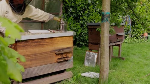 Beekeeper Tending Hives in Sunny Green Garden