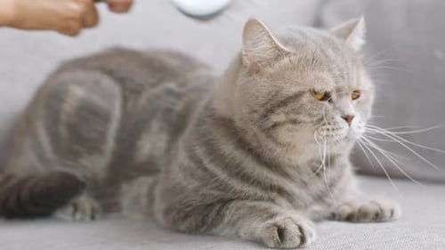 Person Brushing Gray Tabby Cat Indoors on Gray Sofa