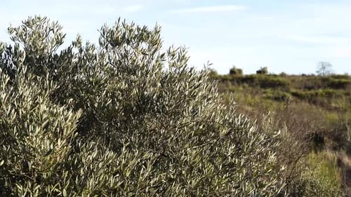 Close up view of some olive branches swaying gently in the wind, with their silvery-green leaves
