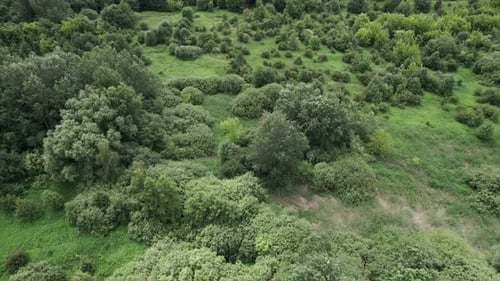 Top view of the rich green trees while gentle sun shining through. 4K