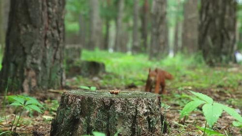 Un charmant écureuil brun duveteux saute sur une souche, mange des noix et s'enfuit