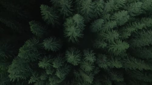 Green Pine Tree Coniferous Forest Aerial Top Down View Dramatic Nature Background Travel Destination