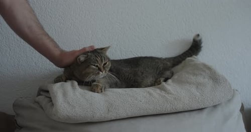Contented Cat Receives Affectionate Petting Indoors