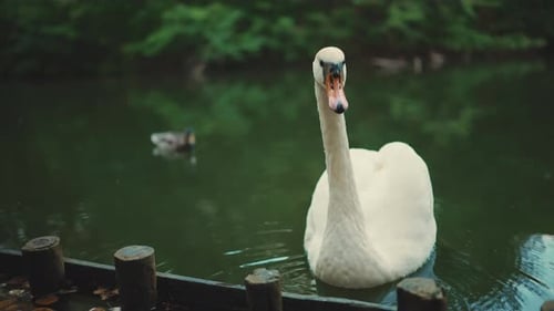 front side white swan swims on surface of pond along shore and looks at camera