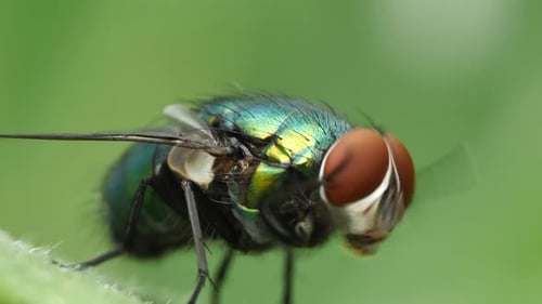 Green Bottle Fly Macro on Leaf