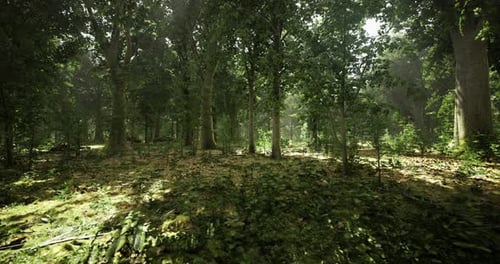 Sunlight Filters Through a Verdant Forest Revealing Natures Beauty