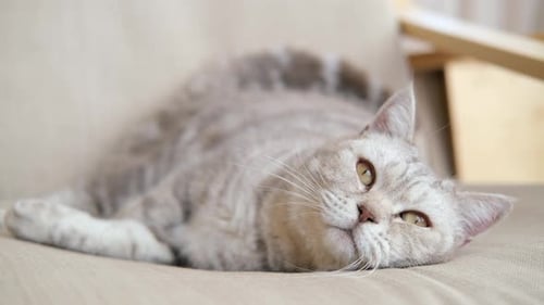 Relaxing Gray Tabby Cat Lying on Beige Sofa