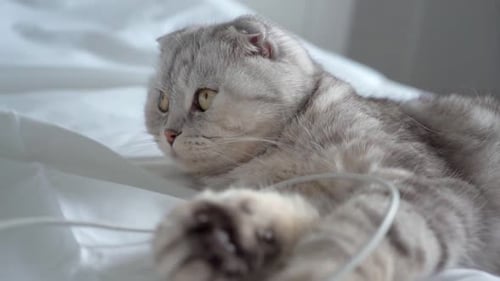 Grey Striped Cat Resting Indoors on White Blanket