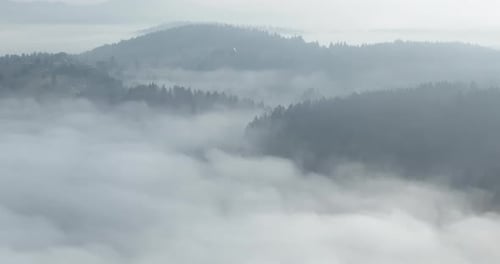 Aerial Drone Footage of Misty Fog Blowing Over Pine Tree Forest on a Beautiful Morning