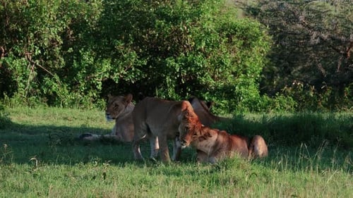 Lioness Lying On And Playing On The Grassy Field In Maasai Mara, Kenya. - wide shot