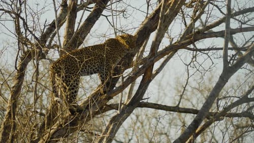 Big leopard standing on a tree branch.