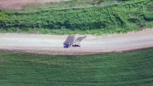 Horse and Buggy Ride Through Picturesque Countryside