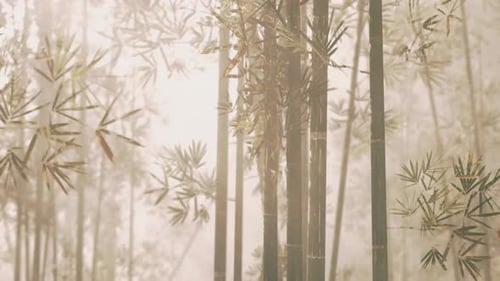 A Misty Bamboo Grove in a Serene Forest